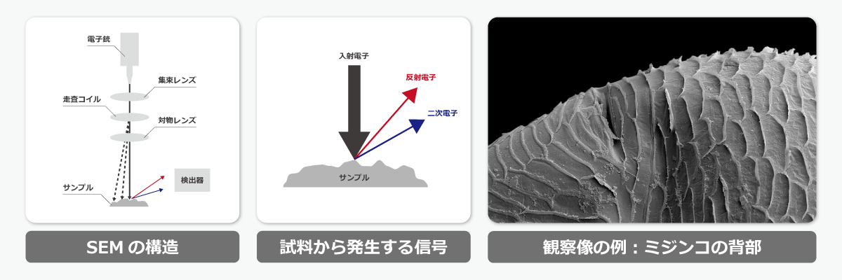 Sem 1200 電子顕微鏡には走査型と透過型ありますか? | 透過電子顕微鏡 走査 違い – MMEC